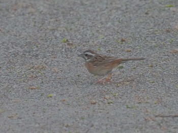 Meadow Bunting 祖父江ワイルドネイチャー緑地 Fri, 4/19/2024