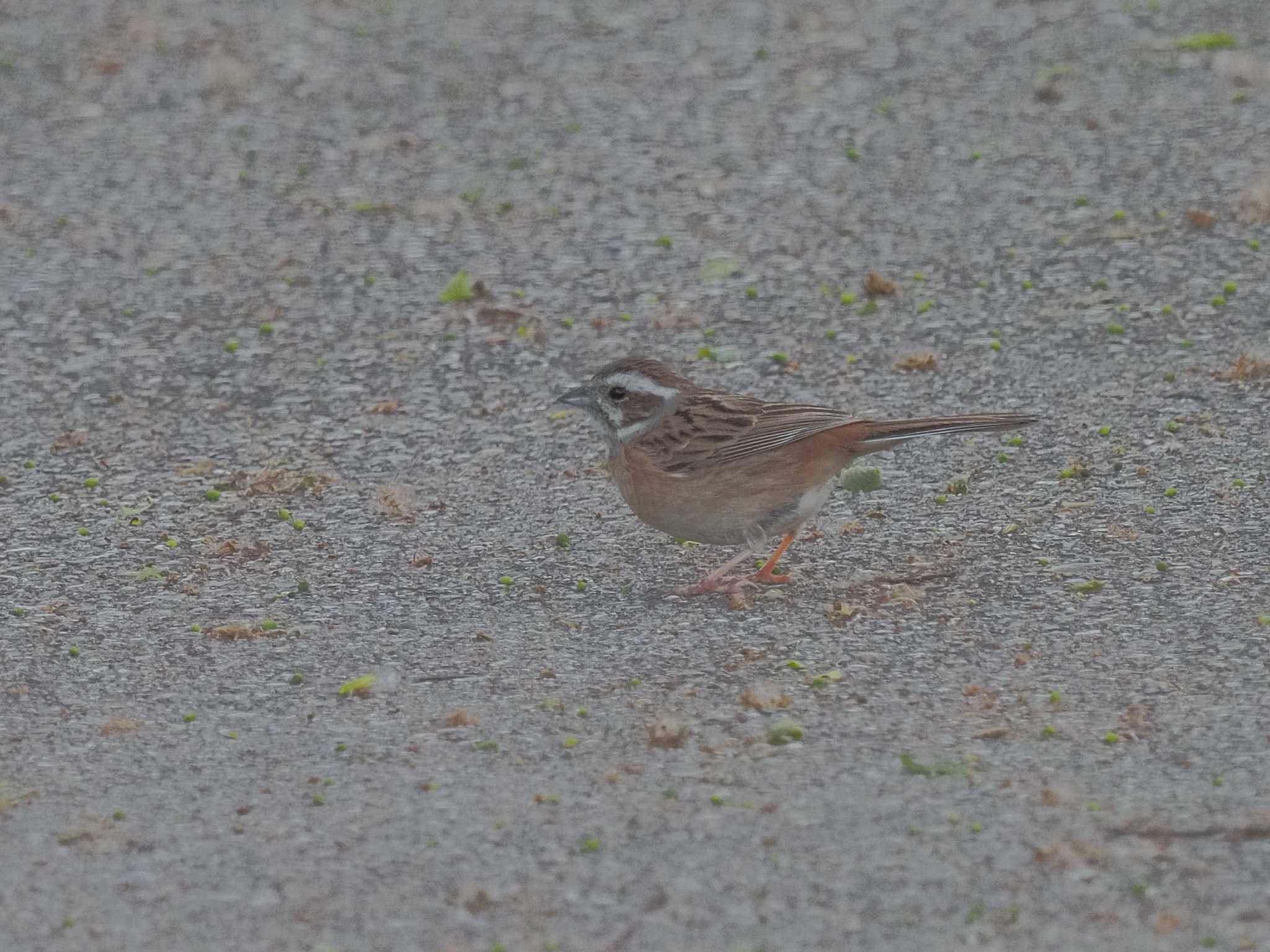 Photo of Meadow Bunting at 祖父江ワイルドネイチャー緑地 by MaNu猫