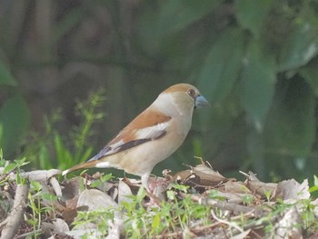 Hawfinch 祖父江ワイルドネイチャー緑地 Fri, 4/19/2024