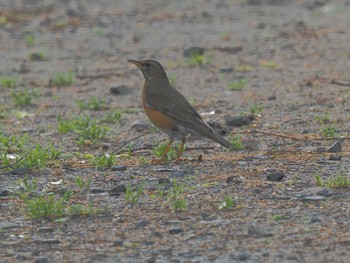 Brown-headed Thrush 祖父江ワイルドネイチャー緑地 Fri, 4/19/2024