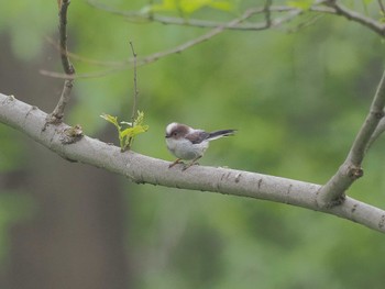 Long-tailed Tit 祖父江ワイルドネイチャー緑地 Tue, 4/23/2024