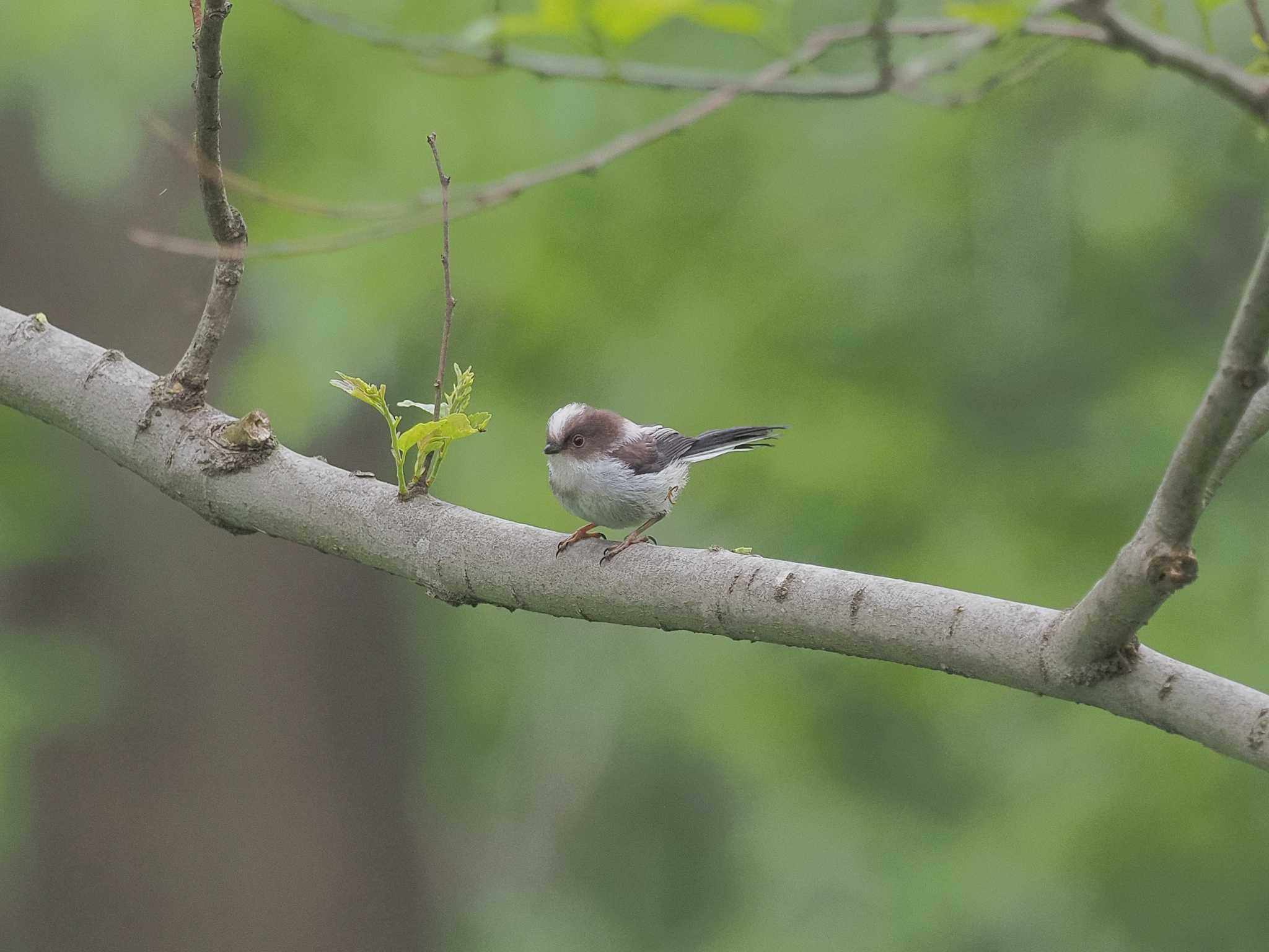 Photo of Long-tailed Tit at 祖父江ワイルドネイチャー緑地 by MaNu猫