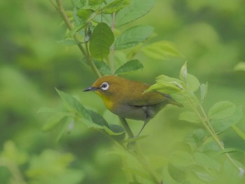 Warbling White-eye 祖父江ワイルドネイチャー緑地 Tue, 4/23/2024