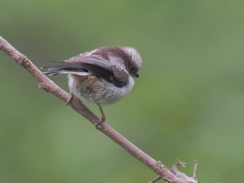 Long-tailed Tit 祖父江ワイルドネイチャー緑地 Tue, 4/23/2024