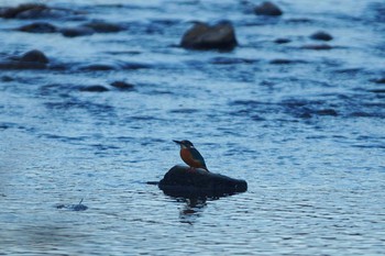 カワセミ 野川 2019年1月1日(火)