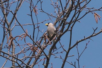 Japanese Grosbeak 裏磐梯 Sat, 4/27/2024