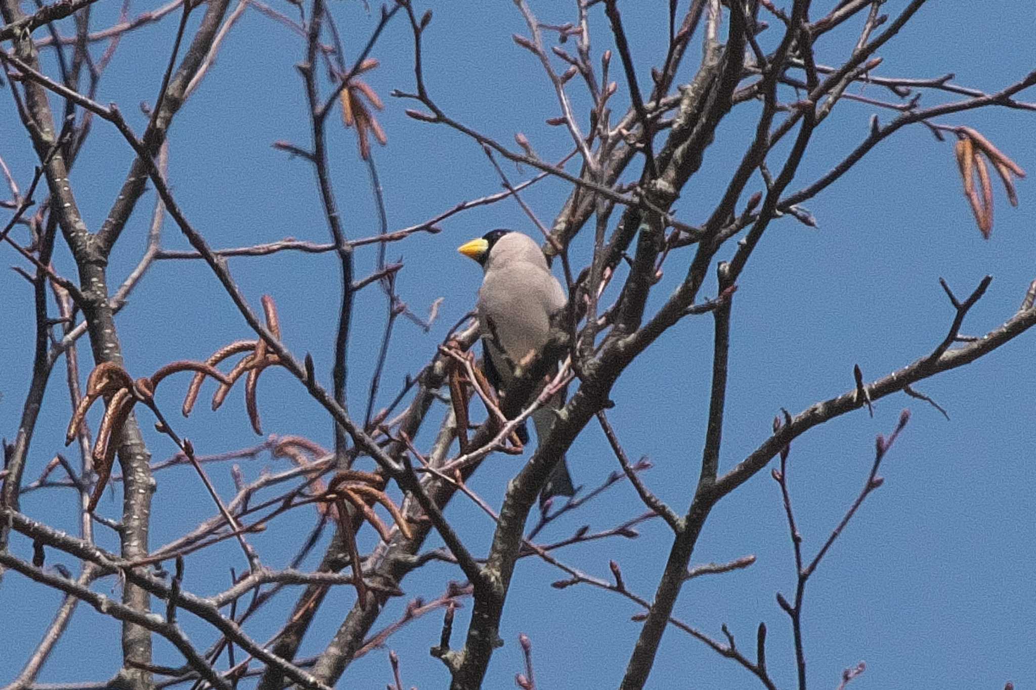 Japanese Grosbeak