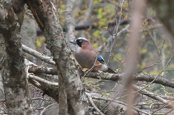 Eurasian Jay 裏磐梯 Sat, 4/27/2024