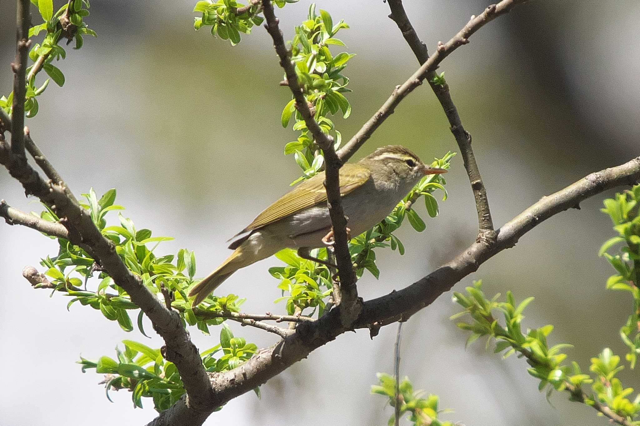 Photo of Eastern Crowned Warbler at 裏磐梯 by Y. Watanabe