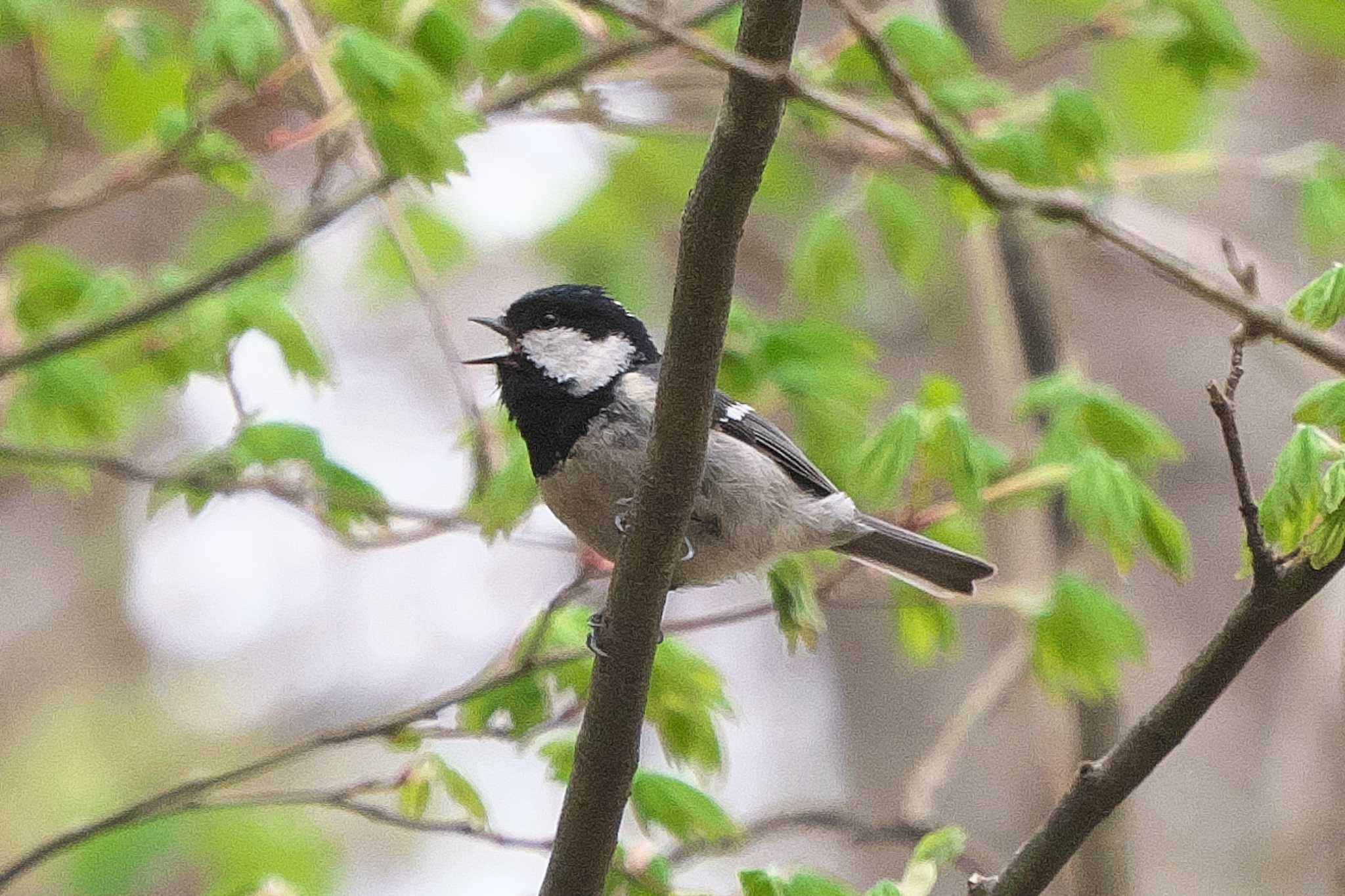 Photo of Coal Tit at 裏磐梯 by Y. Watanabe