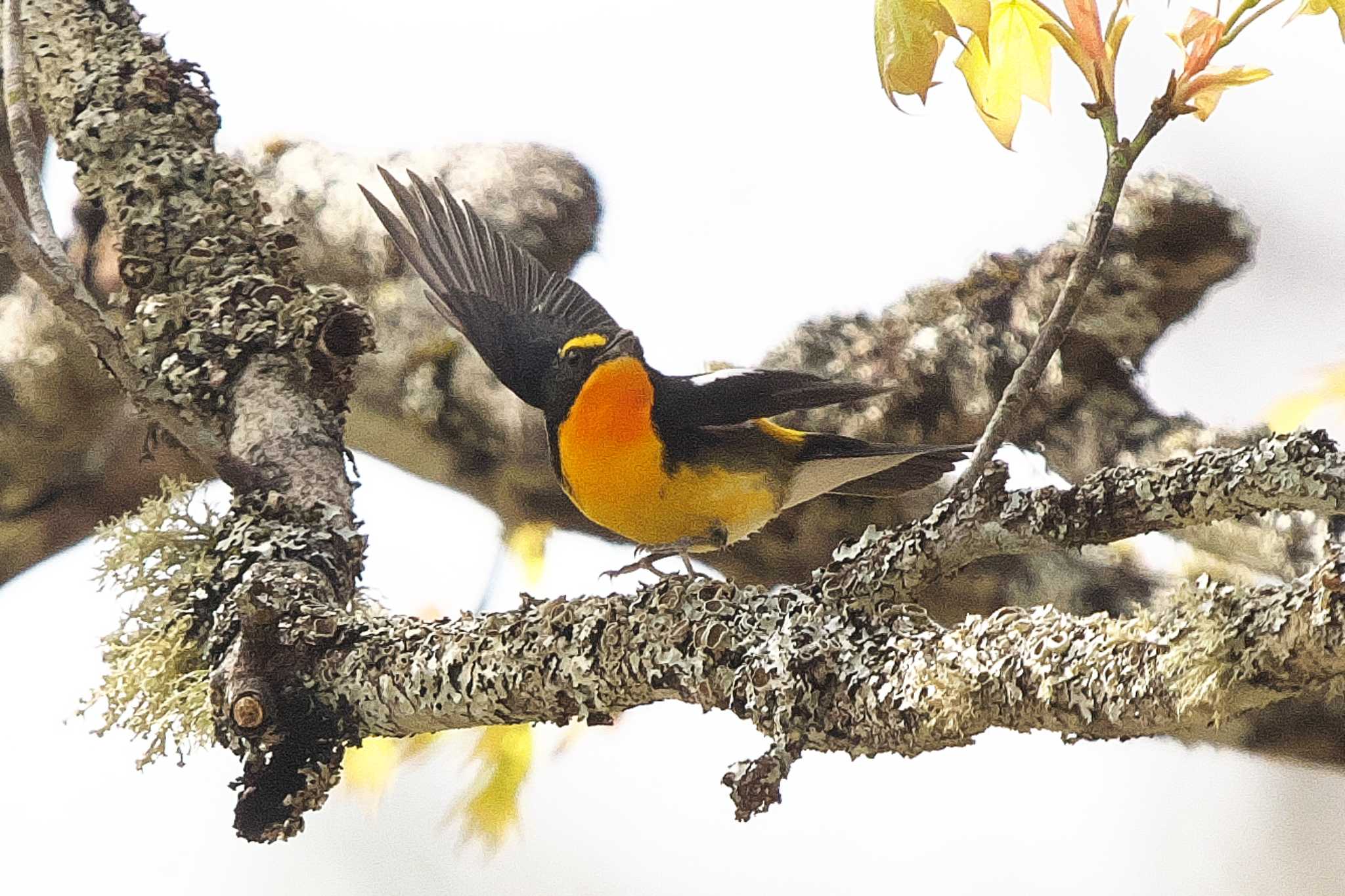 Narcissus Flycatcher