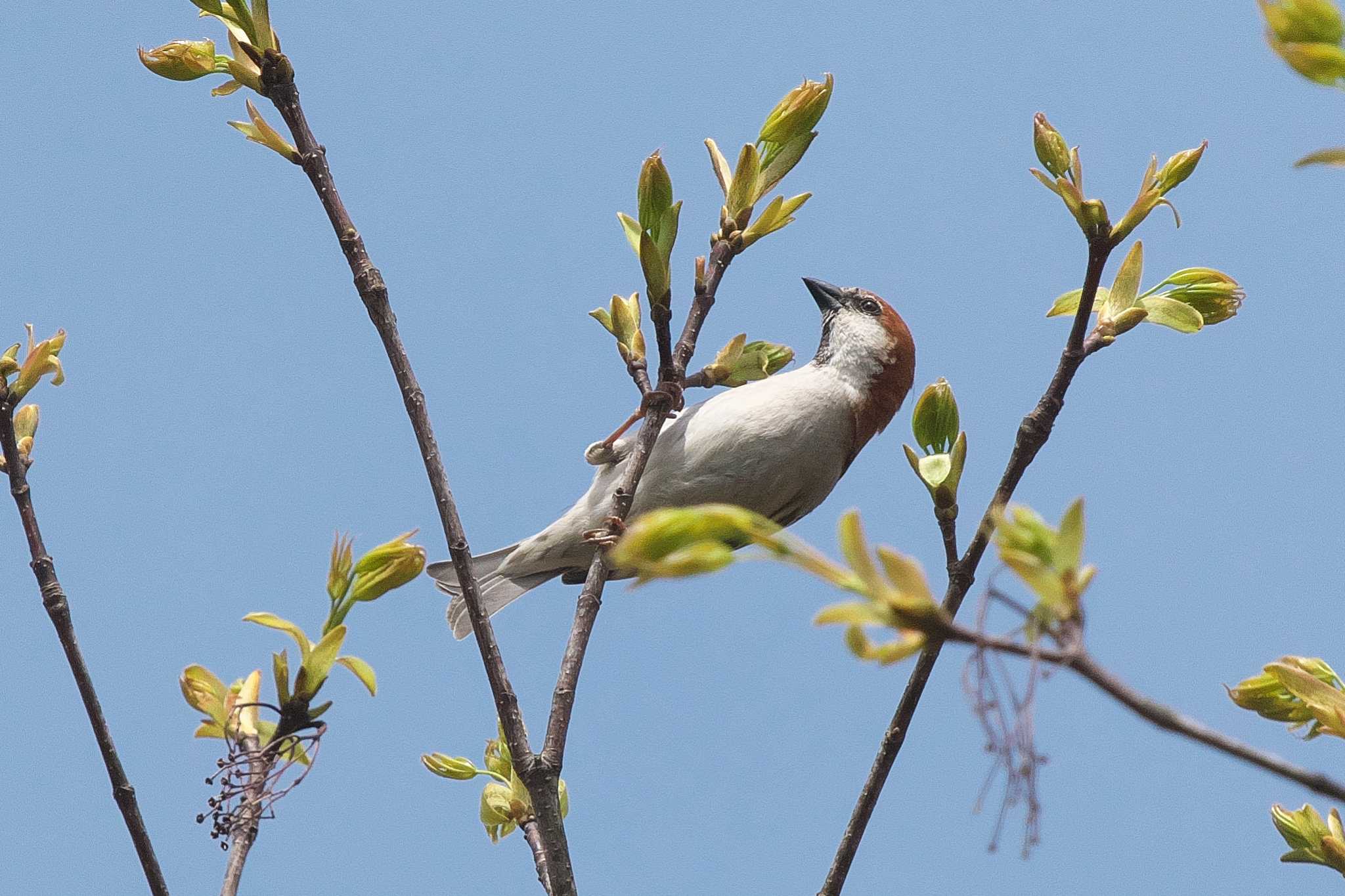 Photo of Russet Sparrow at 裏磐梯 by Y. Watanabe