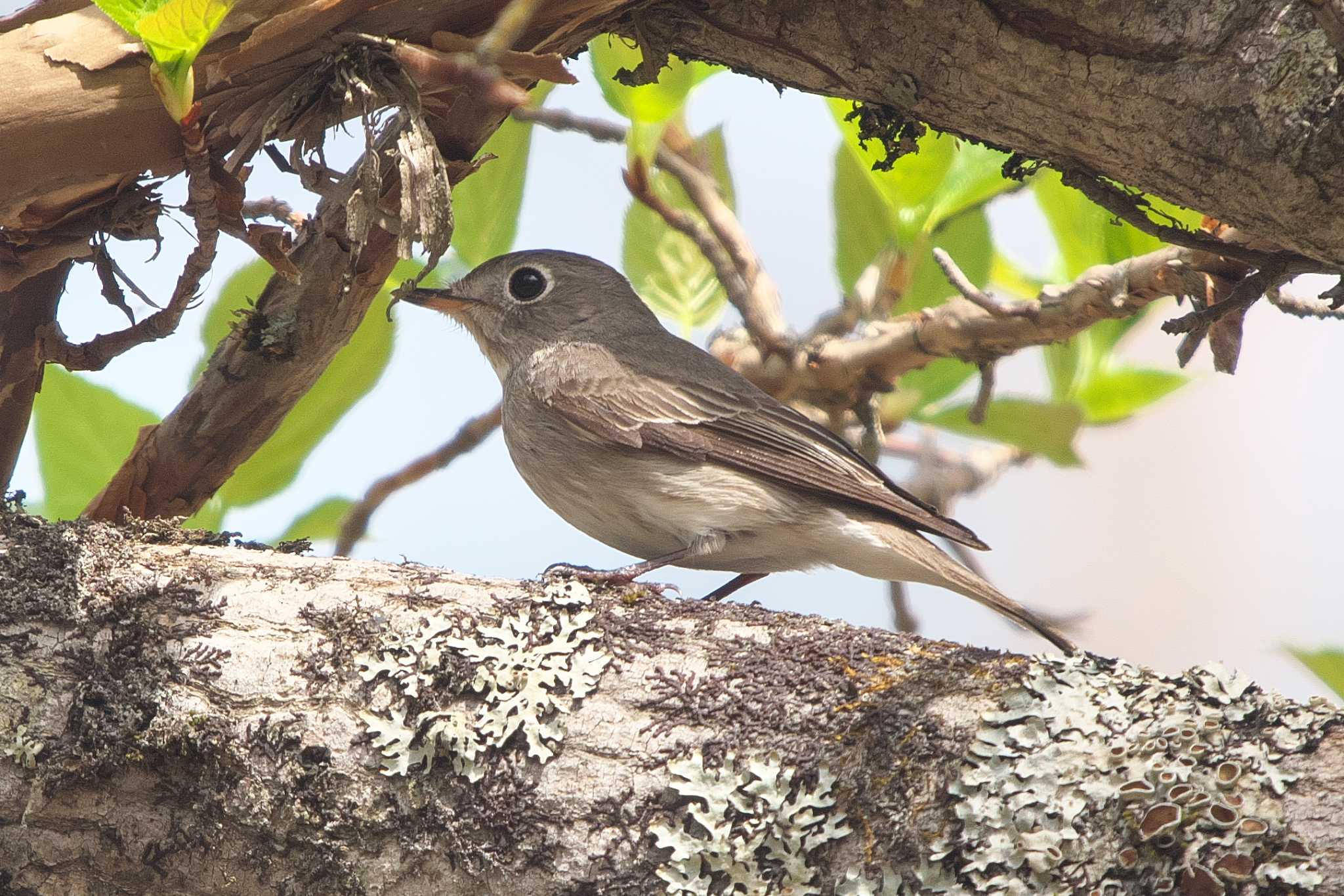 Photo of Asian Brown Flycatcher at 裏磐梯 by Y. Watanabe