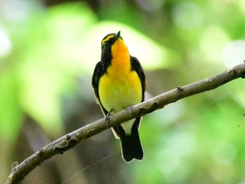 Narcissus Flycatcher Akigase Park Mon, 4/29/2024