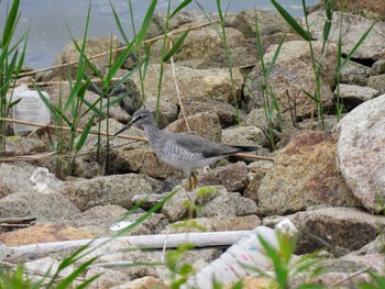 キアシシギ 大阪南港野鳥園 2024年4月29日(月)