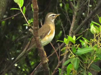 2024年4月21日(日) 山口県立きらら浜自然観察公園の野鳥観察記録