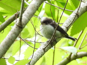 Long-tailed Tit 静岡県 Mon, 4/29/2024