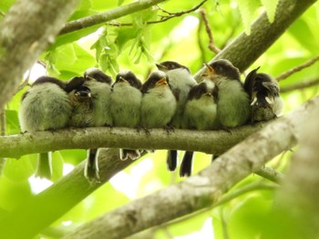 Long-tailed Tit 静岡県 Mon, 4/29/2024