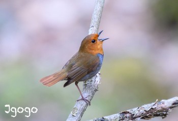 Japanese Robin Yanagisawa Pass Sat, 4/27/2024