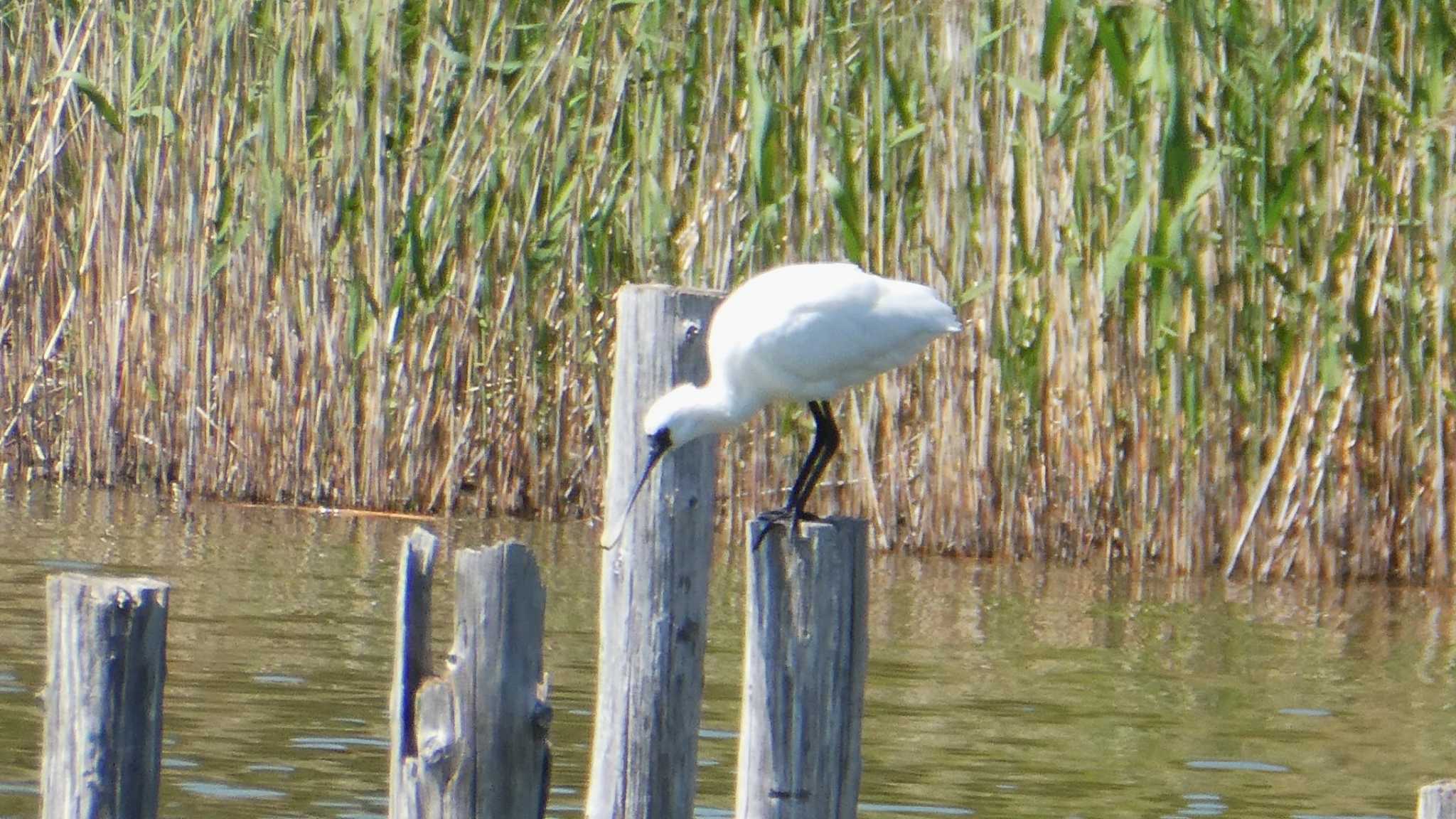 Black-faced Spoonbill