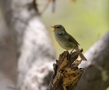 Japanese Bush Warbler Asahiyama Memorial Park Mon, 4/29/2024