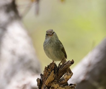 Japanese Bush Warbler Asahiyama Memorial Park Mon, 4/29/2024