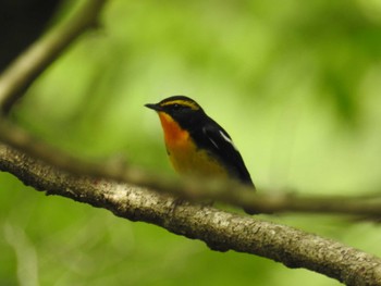 Narcissus Flycatcher Hayatogawa Forest Road Mon, 4/29/2024