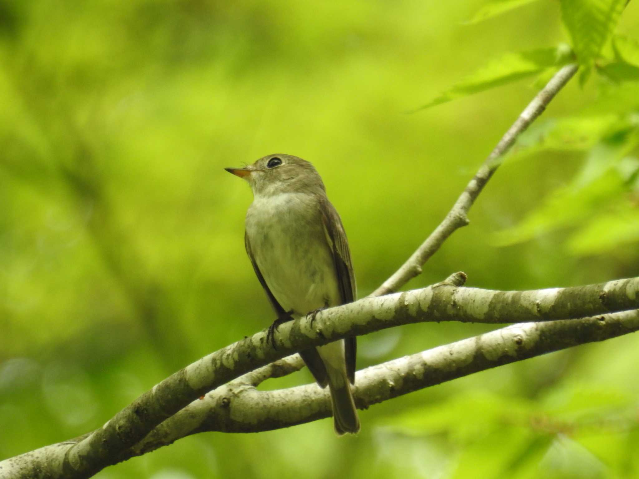 Asian Brown Flycatcher