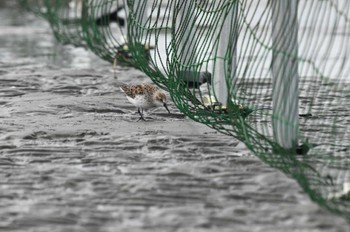 ヒメハマシギ ふなばし三番瀬海浜公園 2024年4月7日(日)