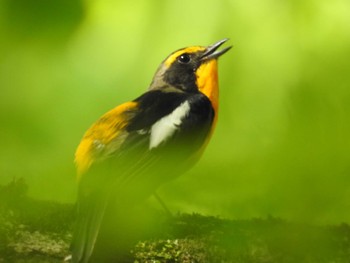 Narcissus Flycatcher Hayatogawa Forest Road Mon, 4/29/2024