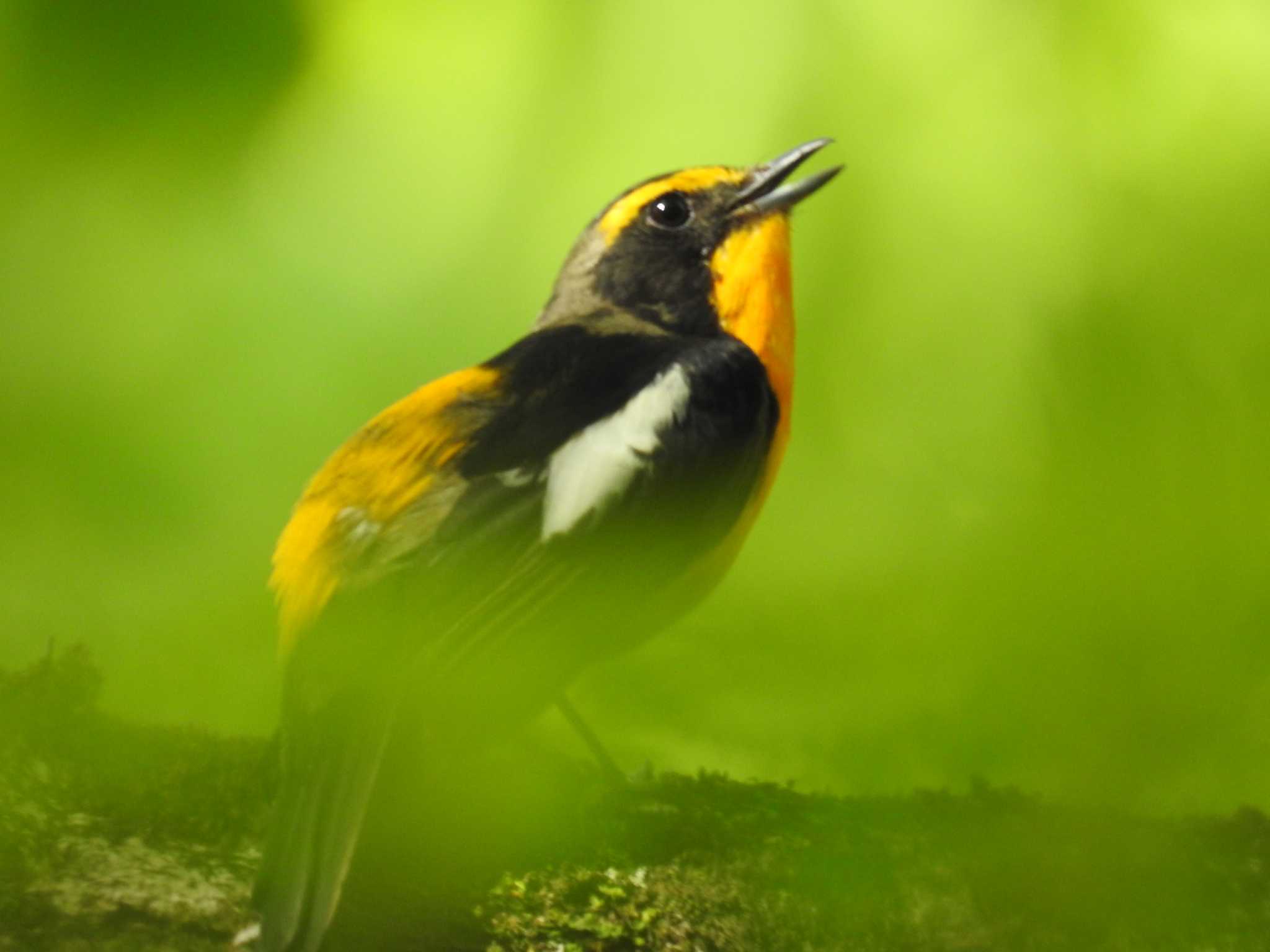 Photo of Narcissus Flycatcher at Hayatogawa Forest Road by Kozakuraband