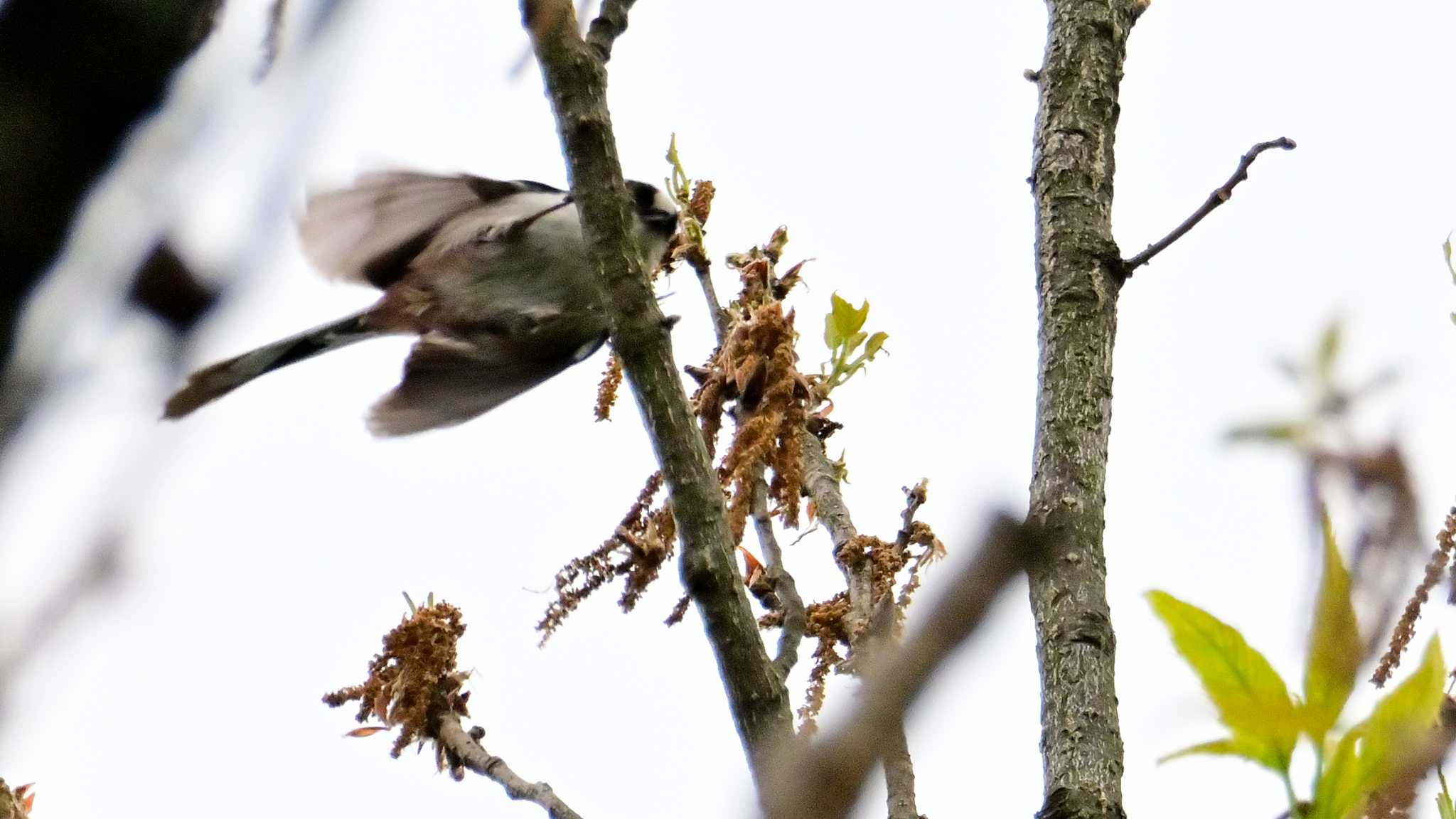 Long-tailed Tit