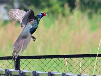 Green Pheasant 平城宮跡 Sun, 4/28/2024