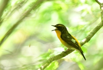 Narcissus Flycatcher 金沢林道 Sun, 4/28/2024