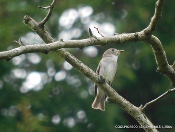 Asian Brown Flycatcher Unknown Spots Mon, 4/29/2024