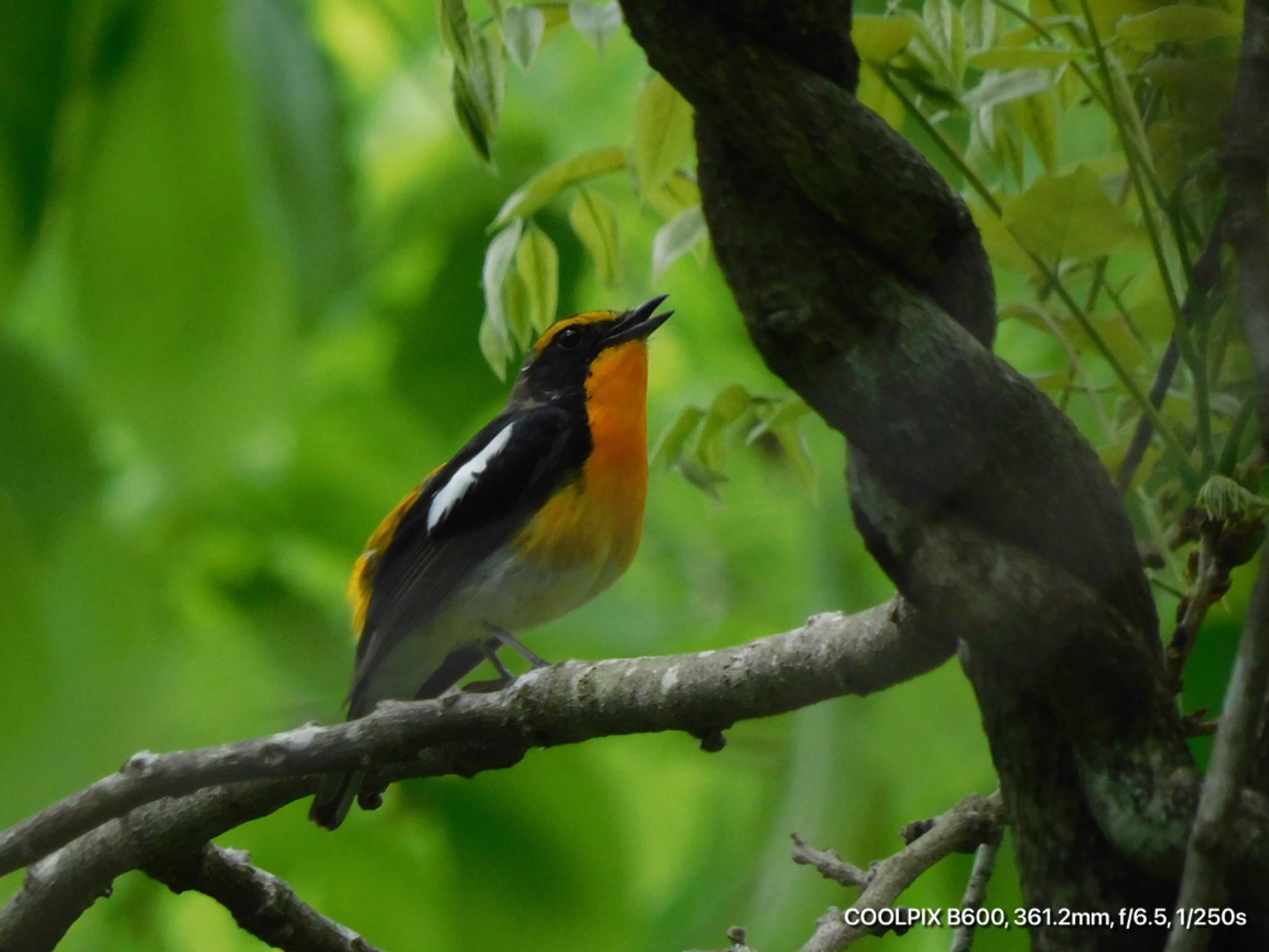 Photo of Narcissus Flycatcher at  by けー