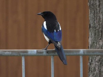 2024年4月29日(月) 苫小牧市の野鳥観察記録