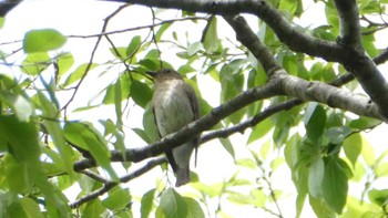 Narcissus Flycatcher Mizumoto Park Sat, 4/20/2024