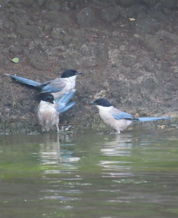 Azure-winged Magpie Ukima Park Mon, 4/29/2024