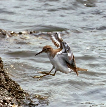 Common Sandpiper Tokyo Port Wild Bird Park Mon, 4/29/2024