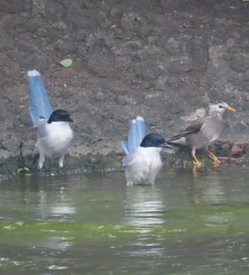 Azure-winged Magpie Ukima Park Mon, 4/29/2024