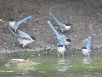 Azure-winged Magpie Ukima Park Mon, 4/29/2024