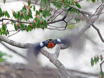 Narcissus Flycatcher 裏磐梯 Sun, 4/28/2024