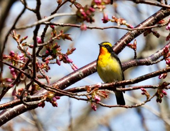 キビタキ 苫小牧市;北海道 2024年4月29日(月)