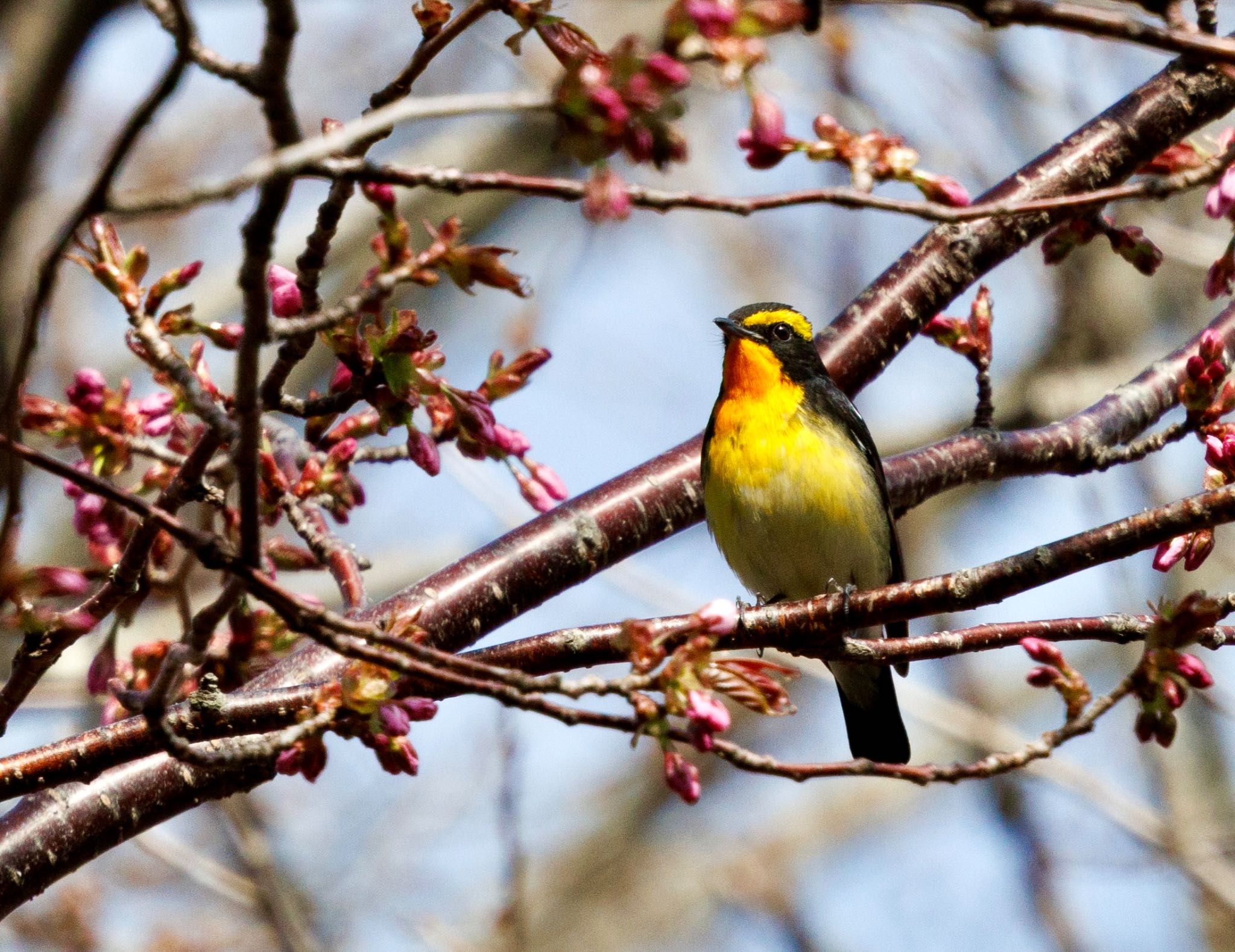 Photo of Narcissus Flycatcher at 苫小牧市;北海道 by シマシマ38