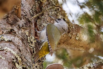 2024年4月29日(月) 苫小牧市;北海道の野鳥観察記録