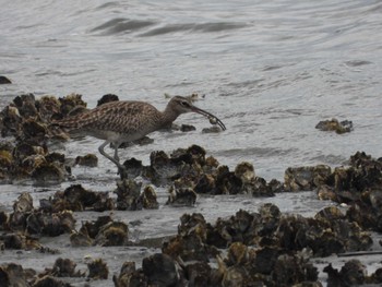 Eurasian Whimbrel Fujimae Tidal Flat Mon, 4/29/2024