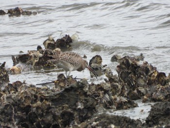 Eurasian Whimbrel Fujimae Tidal Flat Mon, 4/29/2024