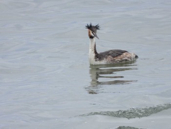 Great Crested Grebe Fujimae Tidal Flat Mon, 4/29/2024