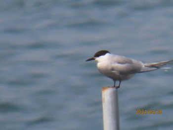 Common Tern Kasai Rinkai Park Sun, 4/28/2024